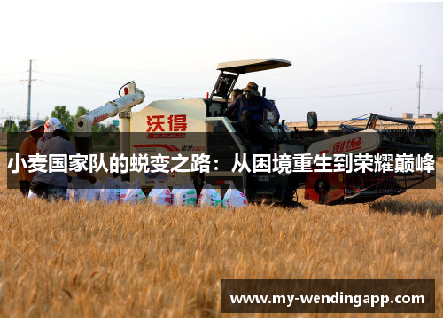 小麦国家队的蜕变之路:从困境重生到荣耀巅峰 小麦国家队的蜕变之路:从困境重生到荣耀巅峰